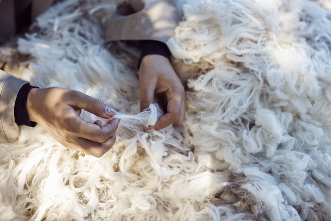 Hands inspecting Wool Fleece